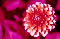 Color Infrared -  Flower 2